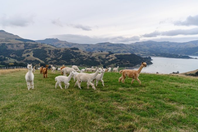 merlin_172447659_8bf4071f-e0af-4399-bde4-1f973331804f-jumbo