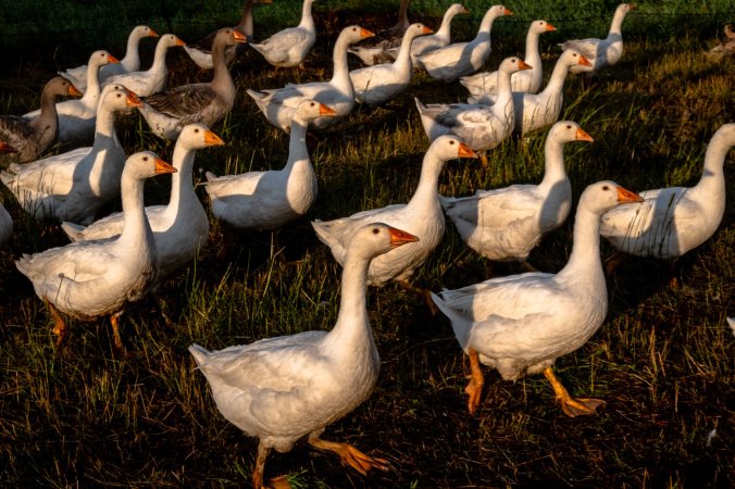 merlin_175042608_2a4dde30-9e9a-43b9-a4ad-6577fd58351c-superJumbo