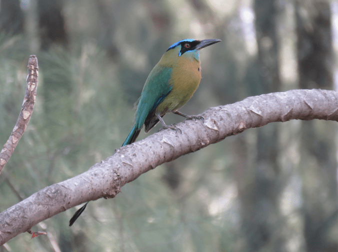 Lesson's Motmot by Seth Inman - Organikos