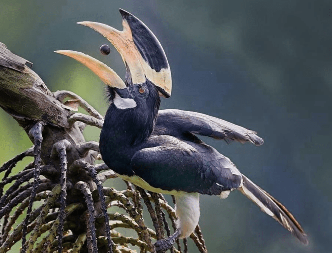 Malabar Pied Hornbill by Gururaj Moorching - Organikos
