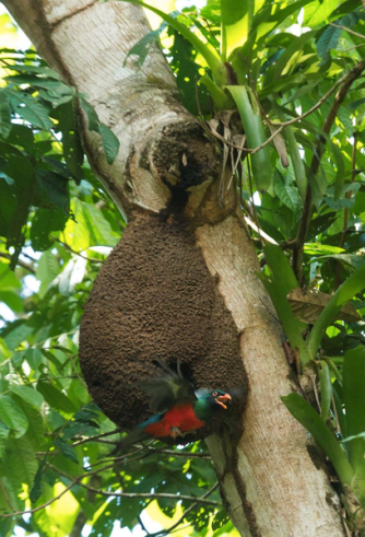 Slaty-tailed Trogon by Hugo Santa Cruz - Organikos