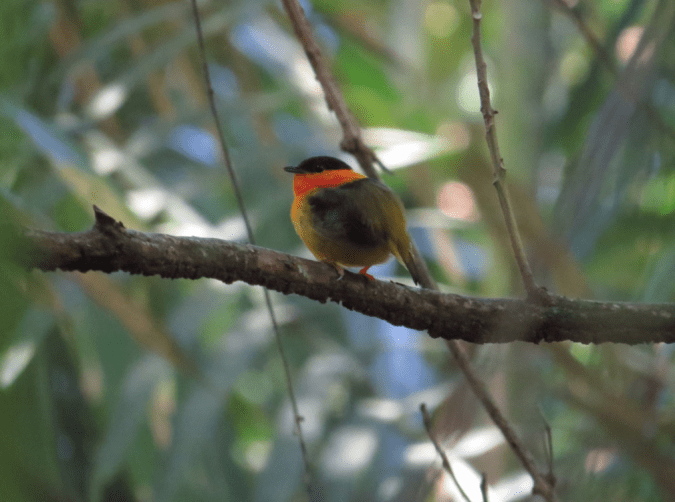 Orange-collared Manakin by Seth Inman - Organikos