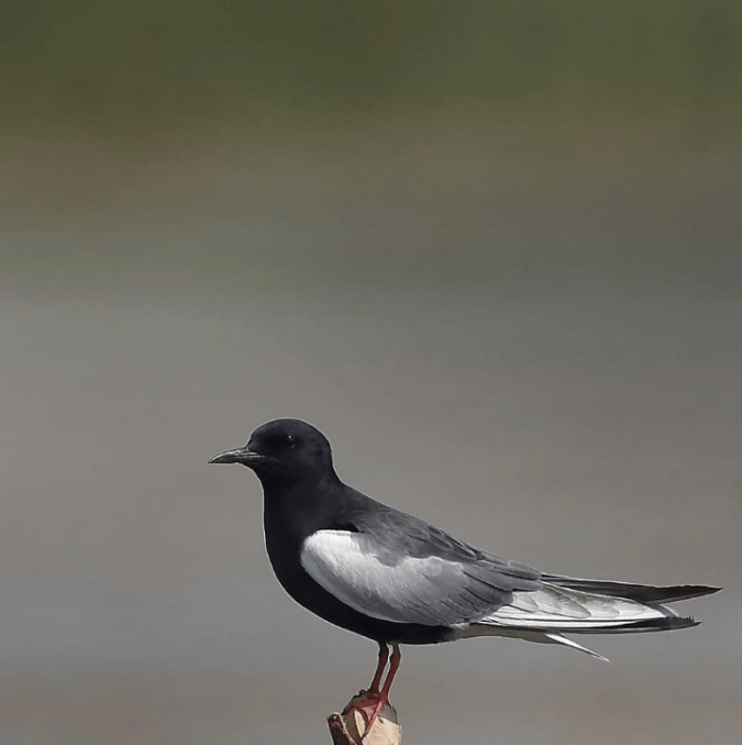 White-winged Tern by Gururaj Moorchang - Organikos