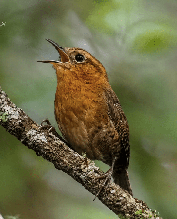 Rufous-browed Wren by Daniel Aldana - Organikos