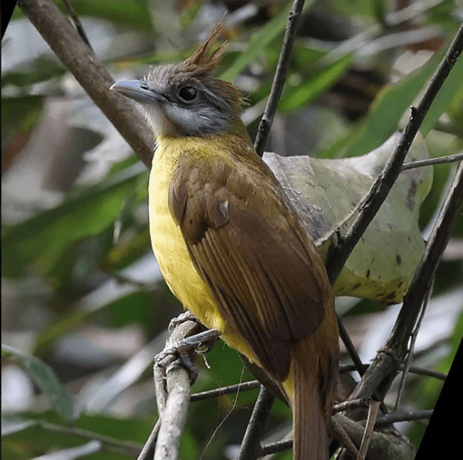 White-throated Bulbul by Gururaj Moorching - Organikos