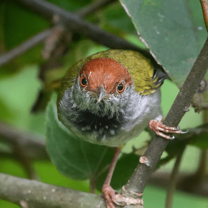 Dark-necked Tailorbird by Gururaj Moorching - Organikos