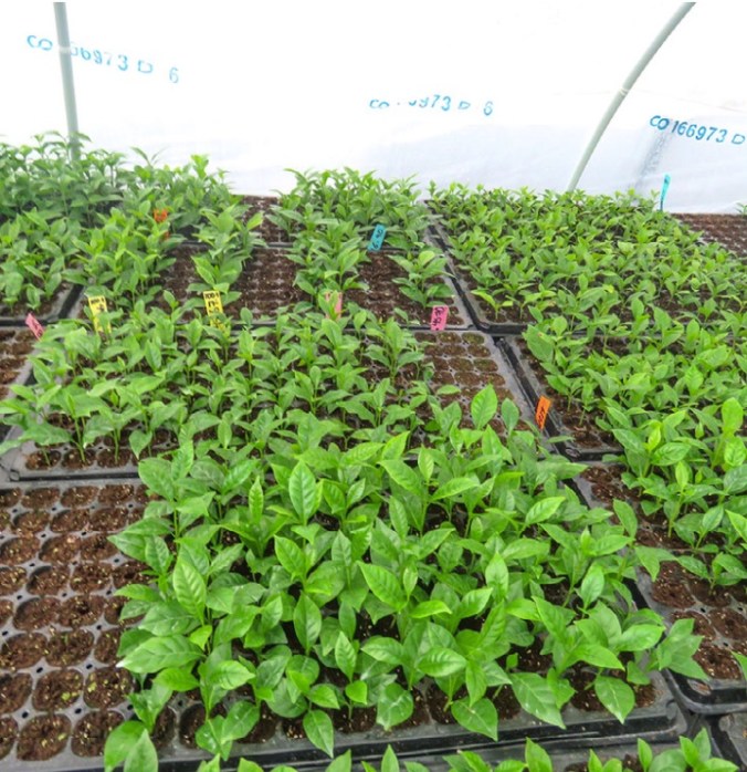 TriunfoSeedlings