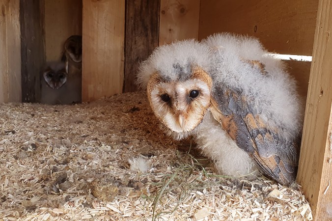 Barn Owl by Leander Khil - Organikos