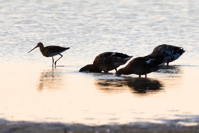 Black-tailed Godwit and Mallards by Leander Khil - Organikos