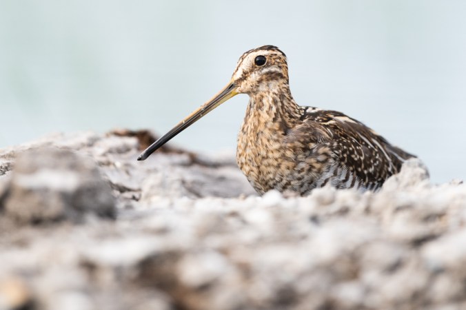 Common Snipe by Leander Khil - Organikos