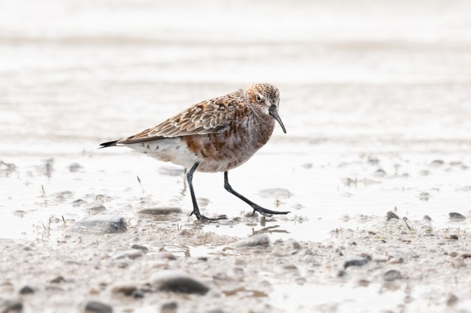 Curlew Sandpiper by Leander Khil - Organikos