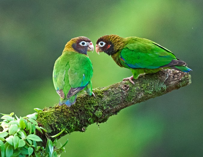 Brown-hooded Parrots by Puneet Dhar - Organikos