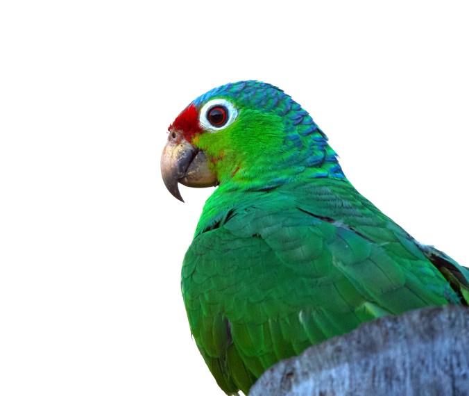 Red-lored Parrot by Puneet Dhar - Organikos