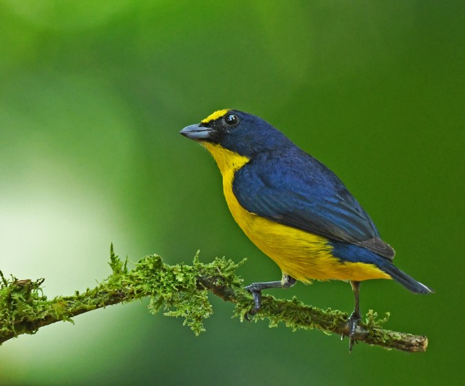 Yellow-crowned Euphonia by Puneet Dhar - Organikos