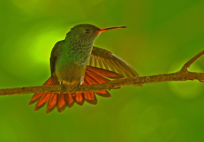 Scaly-breasted Hummingbird 