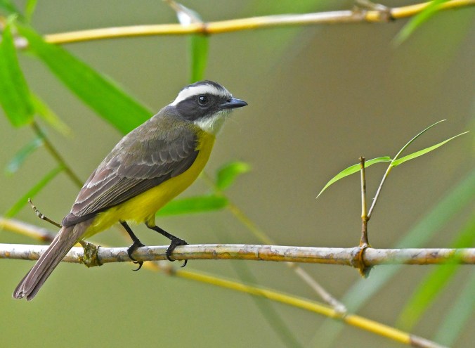 Great Kiskadee by Puneet Dhar - Organikos