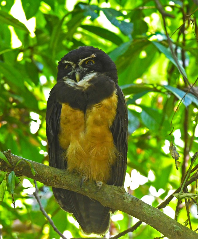 Spectacled owl by Puneet Dhar - Organikos