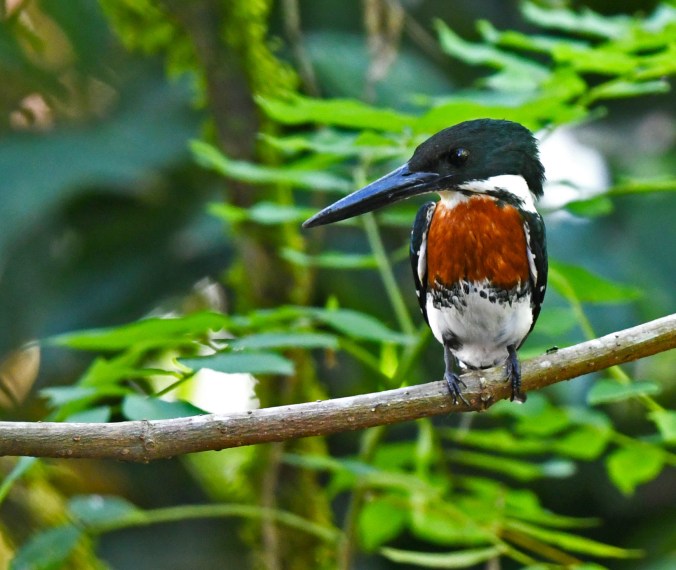 Green Kingfisher by Puneet Dhar - Organikos