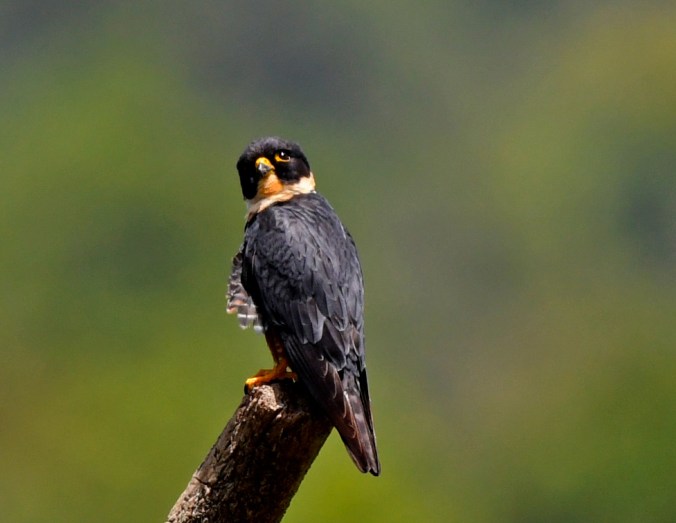 Bat Falcon by Puneet Dhar - Organikos