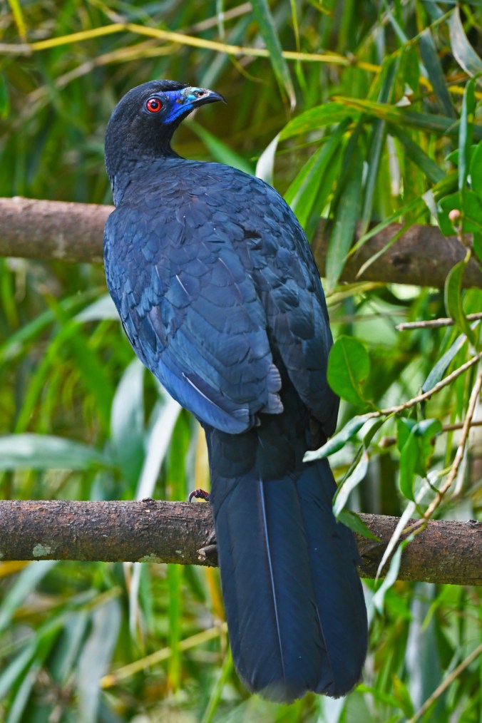 Black Guan by Puneet Dhar - Organikos