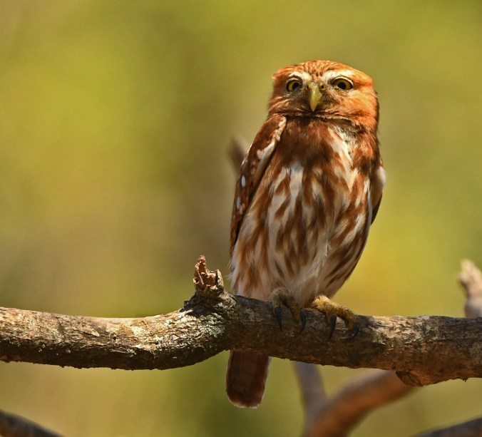Ferruginous Pygmy Owl by Puneet Dhar - Organikos