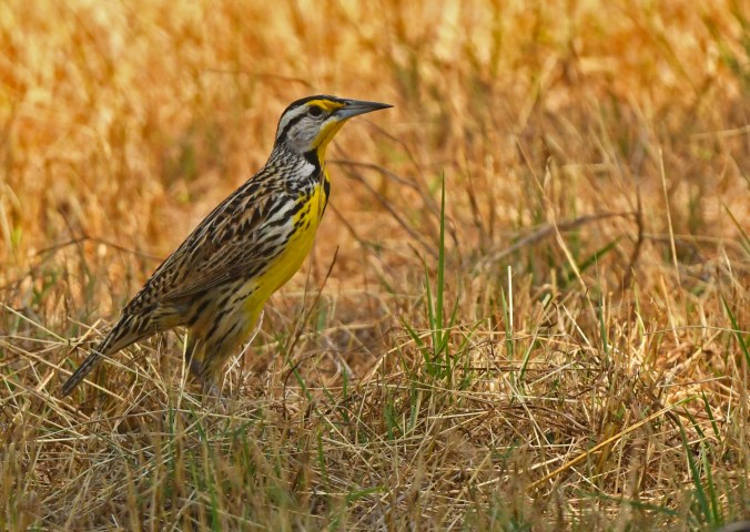 Eastern Meadowlark by Puneet Dhar - Organikos