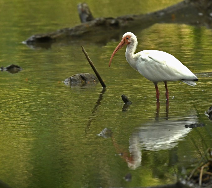 White Ibis by Puneet Dhar - Organikos
