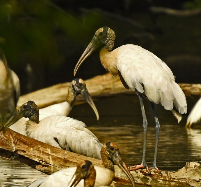 Wood Stork by Puneet Dhar - Organikos