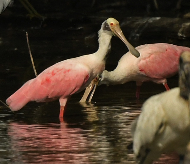 Roseate Spoonbill by Puneet Dhar - Organikos