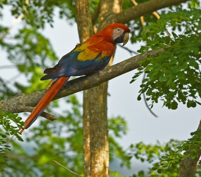 Scarlet Macaw by Puneet Dhar - Organikos