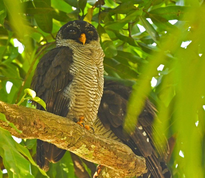 Black-and-white Owl by Puneet Dhar - Organikos