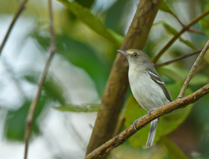 Mangrove Vireo by Puneet Dhar - Organikos