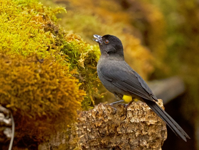 Yellow-thighed Brushfinch by Puneet Dhar - Organikos