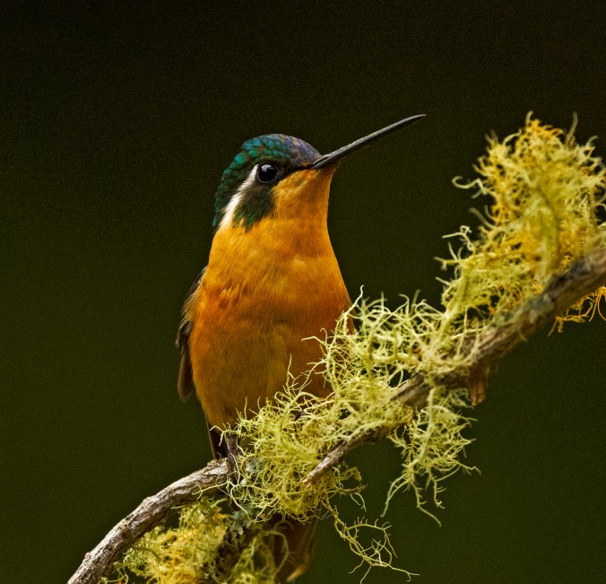 White-throated Mountain-gem by Puneet Dhar - Organikos