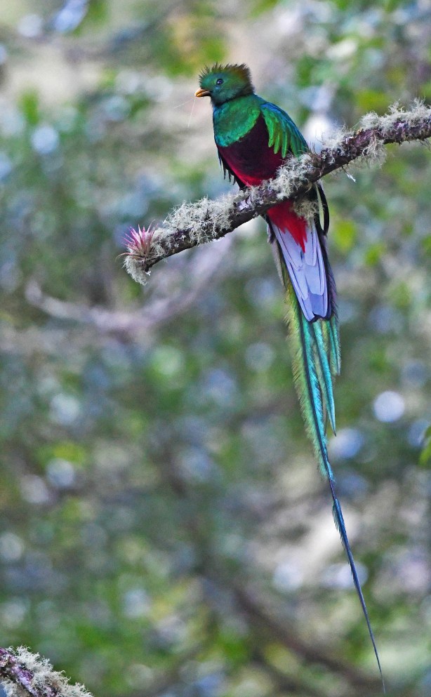 Resplendent Quetzel by Puneet Dhar - Organikos