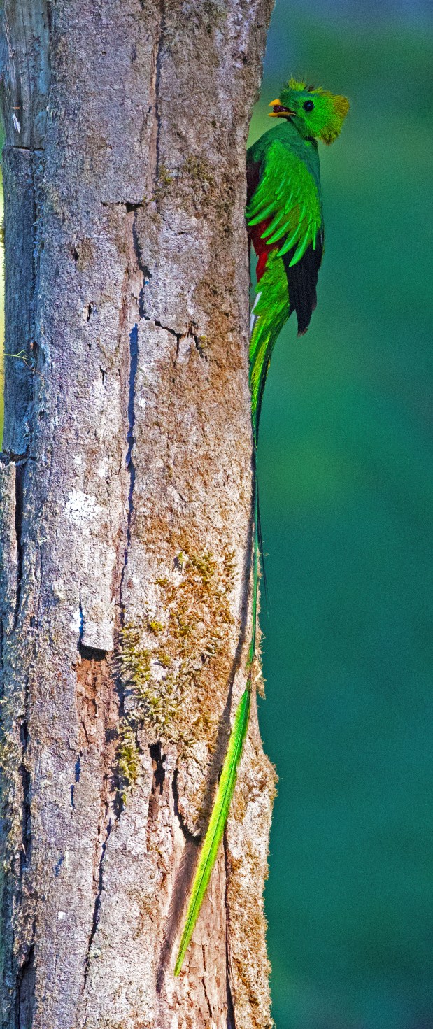 Resplendent Quetzal by Puneet Dhar - Organikos