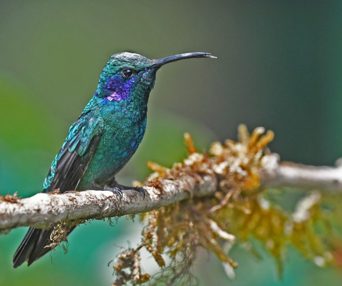 Lesser Violetear by Puneet Dhar - Organikos
