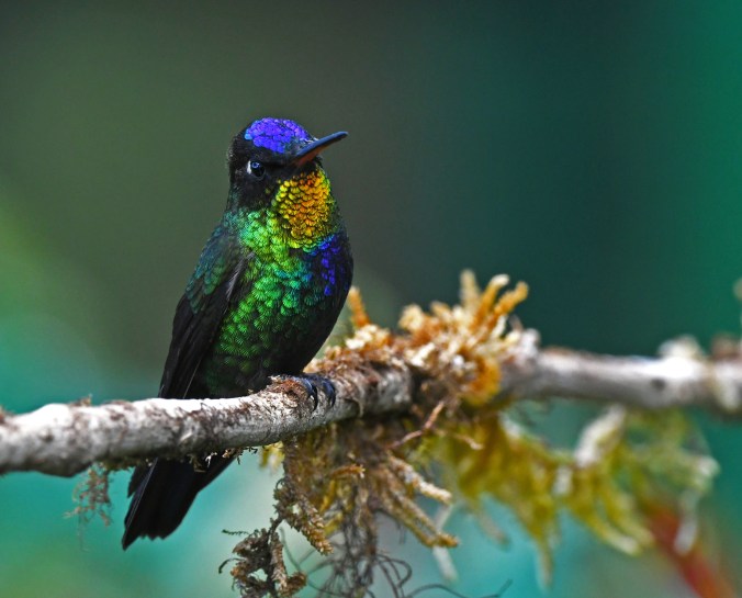 Fiery-throated Hummingbird by Puneet Dhar - Organikos