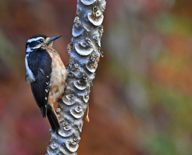 Hairy Woodpecker by Puneet Dhar - Organikos