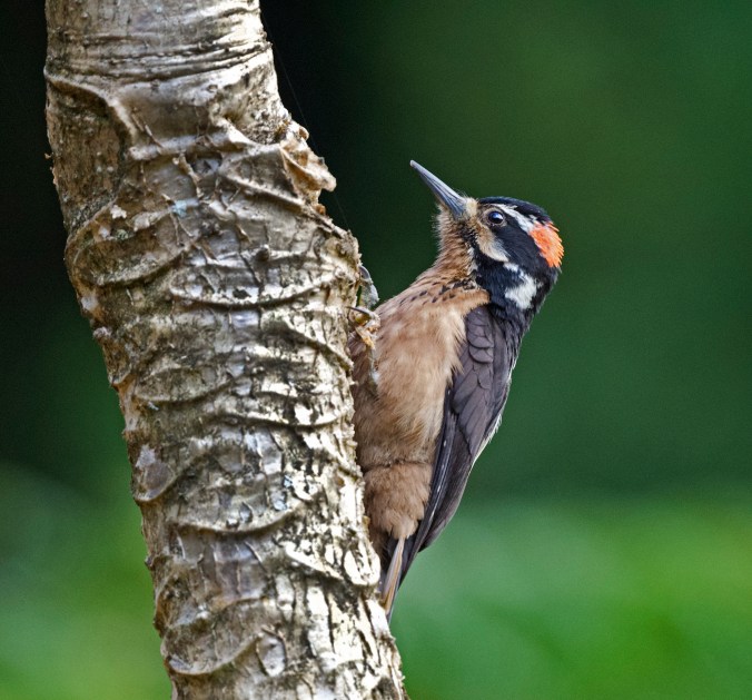 Hairy Woodpecker by Puneet Dhar - Organikos