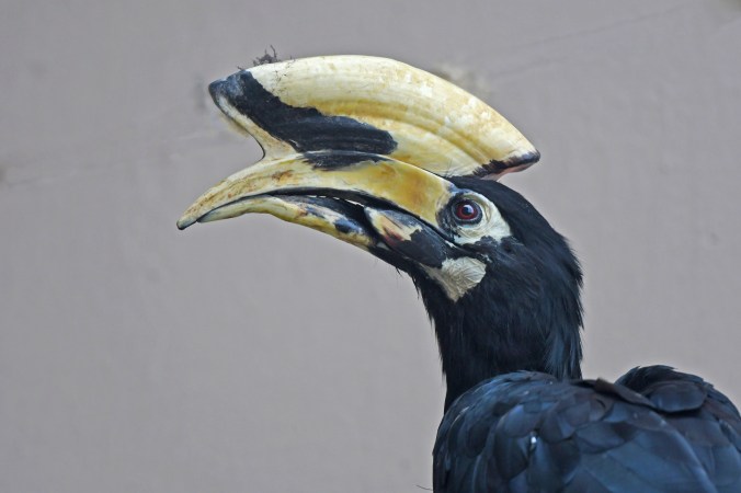 Oriental-pied Hornbill by Puneet Dhar - Organikos