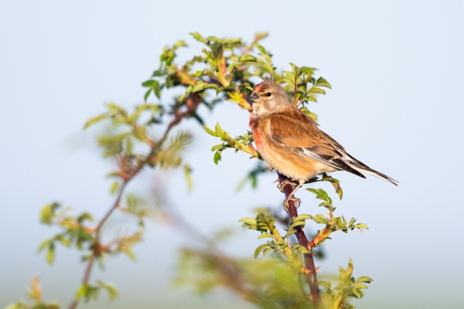 Linnet by Leander Khil - Organikos