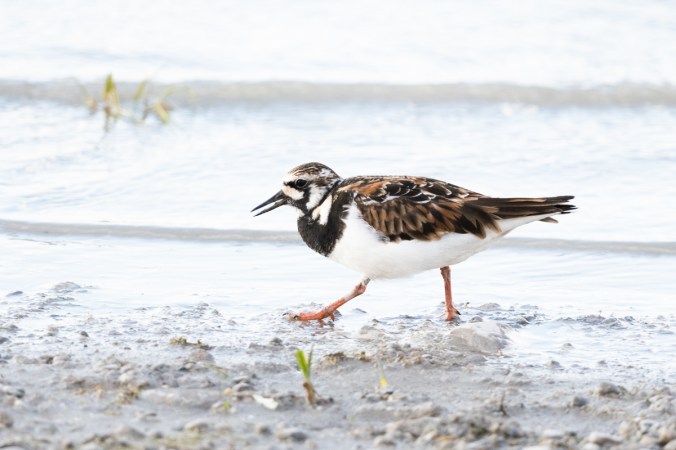 Ruddy Turnstone by Leander Khil - Organikos