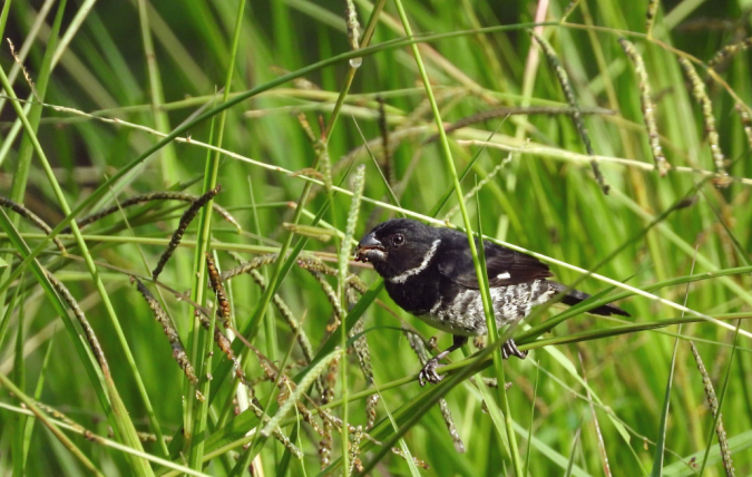 Variable Seedeater by Hugo Santa Cruz - Organikos