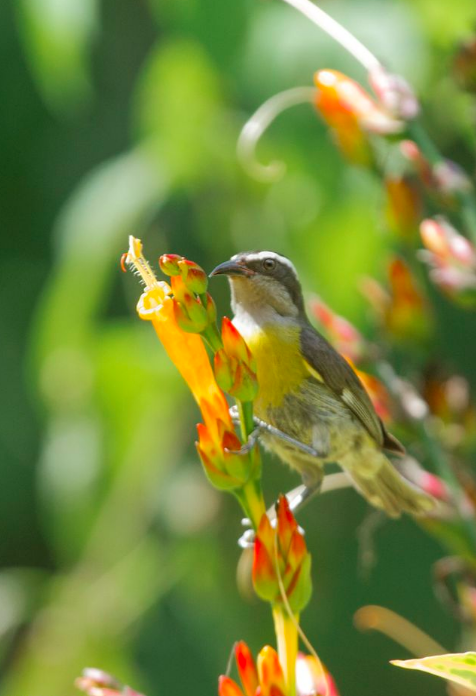 Bananaquit by Hugo Santa Cruz - Organikos