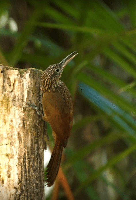 Cocoa Woodcreeper by Hugo Santa Cruz - Organikos