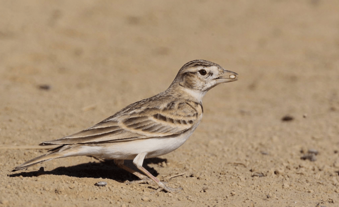 Greater Short-toed Lark by Gururaj Moorching - Organikos