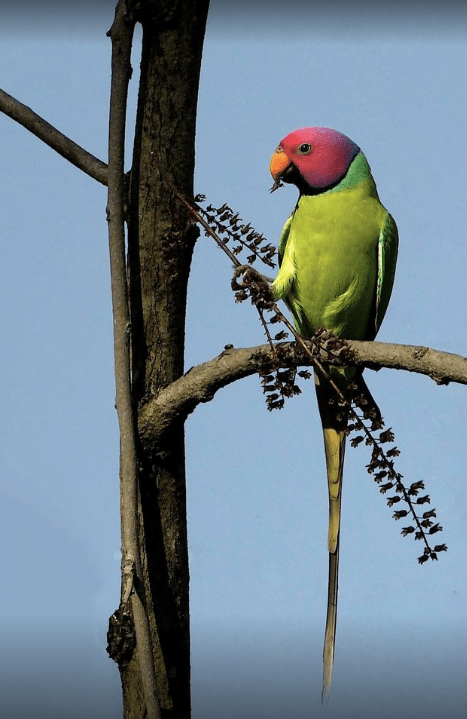 Plum-headed Parakeet by Gururaj Moorching - Organikos