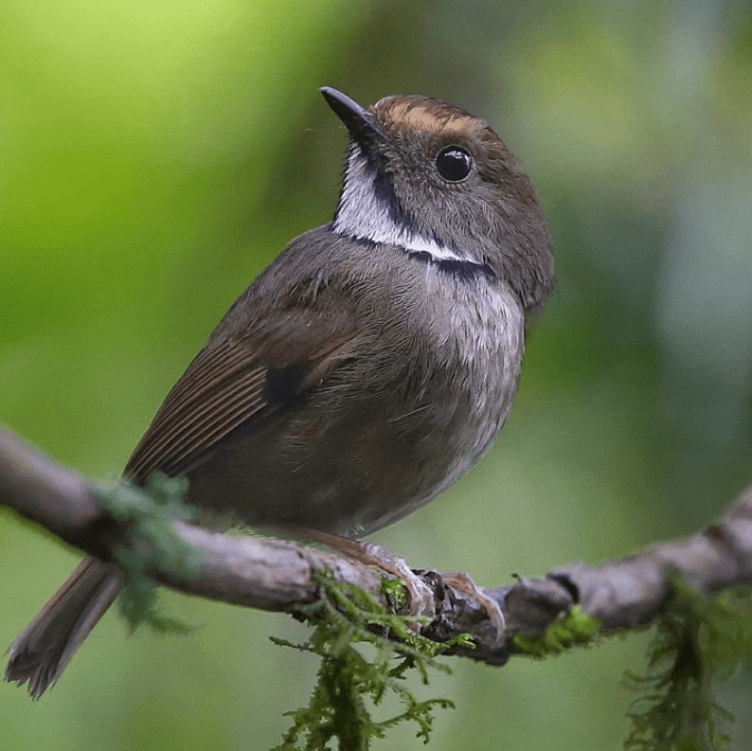 White-gorgeted Flycatcher by Gururaj Moorching - Organikos