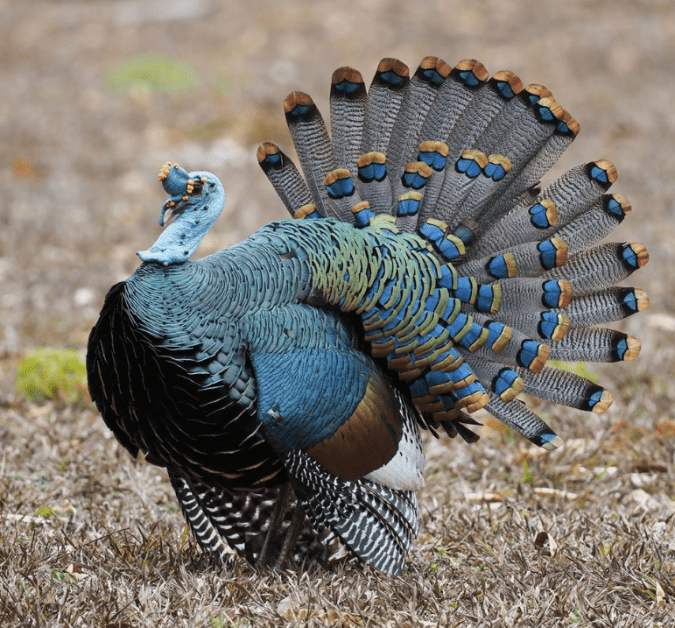 Ocellated Turkey by Daniel Aldana - Organikos